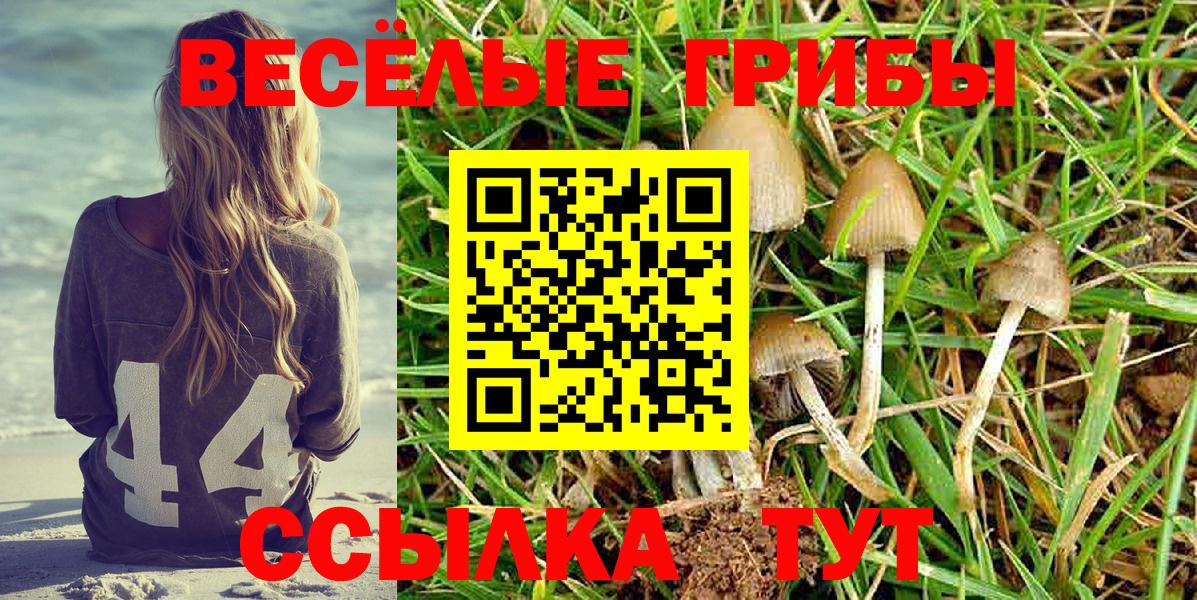Галлюциногенные грибы Psilocybe Ногинск